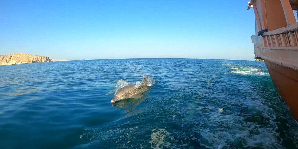 Musandam Full Day Cruise with Lunch, photo 2