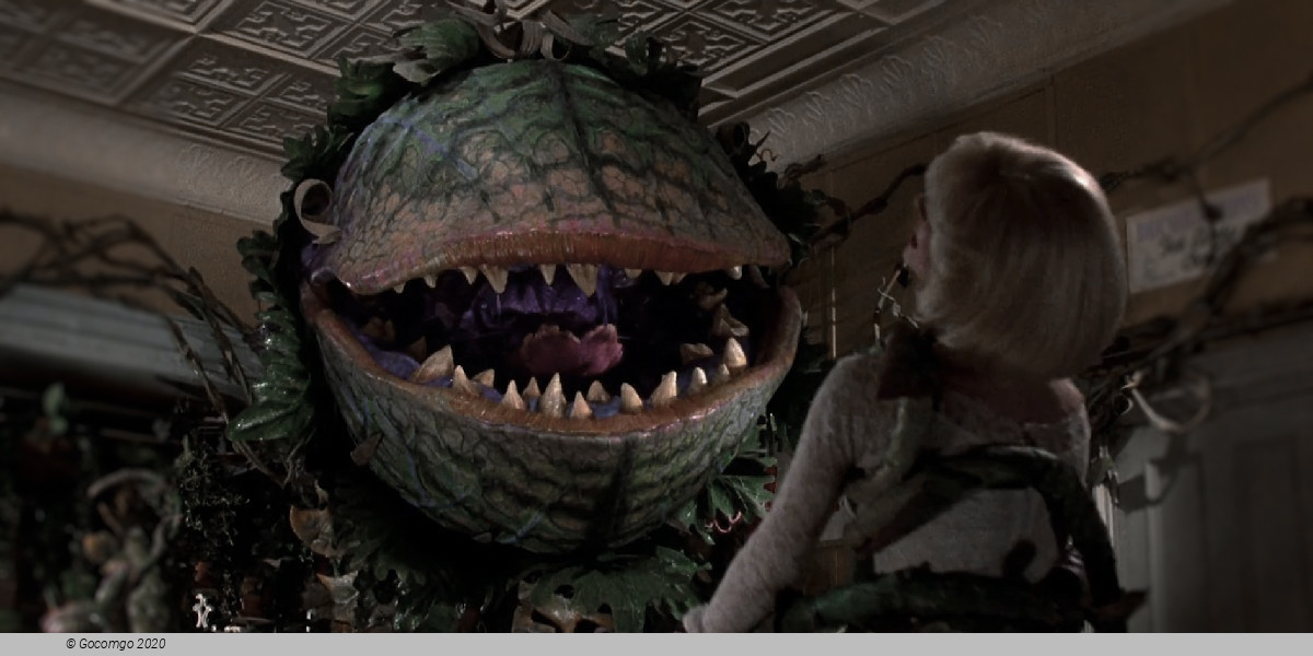 Scene 1 from the musical "Little Shop of Horrors", photo 3